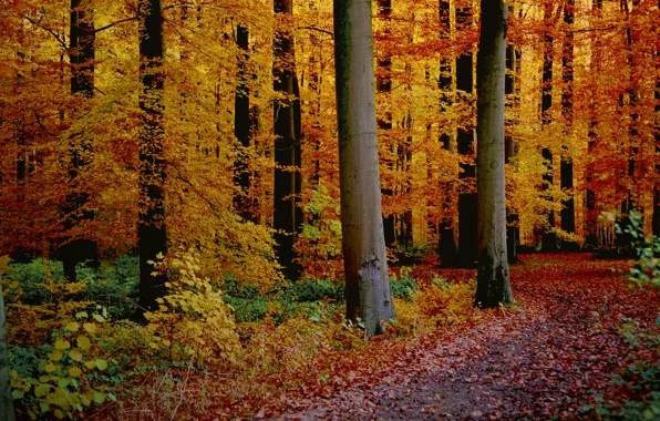 Picture autumn, forest, leaves, trees, path