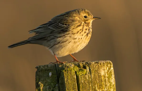 Picture bird, beak, tail, meadow Pipit