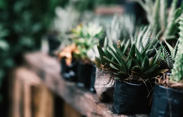 Picture leaves, plants, green, pots