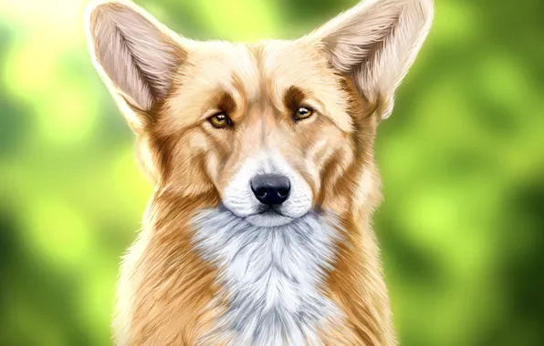 Look, figure, dog, Corgi