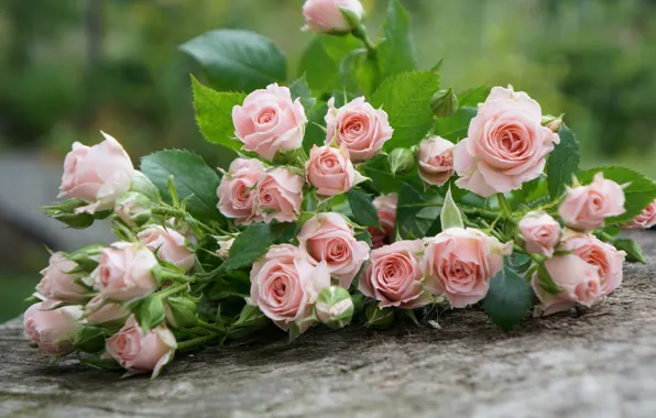 Leaves, flowers, Board, roses, bouquet, pink