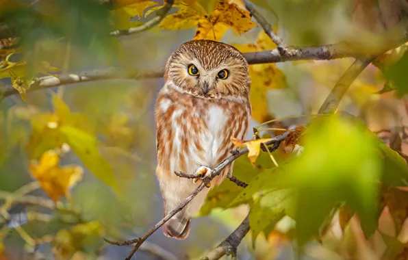 Picture look, branches, owl, bird, North American boreal owl