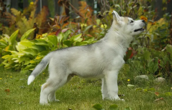 Picture dog, puppy, husky