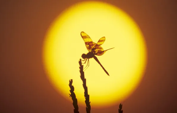 The sun, dragonfly, silhouette