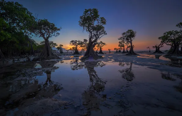 Trees, the evening, tide, Indonesia, glow, Walakiri Beach
