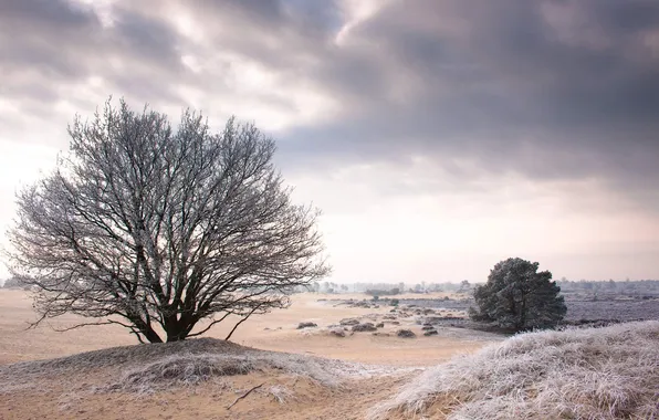 Picture cold, winter, landscape, nature, tree, Wallpaper, wallpapers