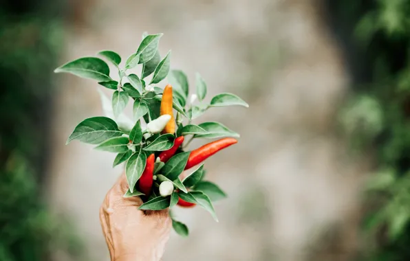 Leaves, pepper, Chile