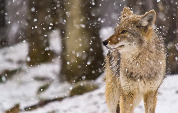 Snow, snow, Coyote, coyote (Prairie wolf), Canis latrans