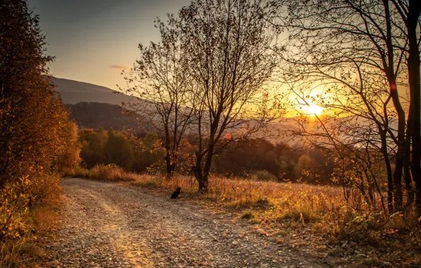 Road, autumn, cat, sunset, nature