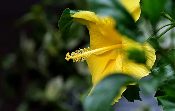 Flower, leaves, macro, yellow, blur, bokeh, hibiscus