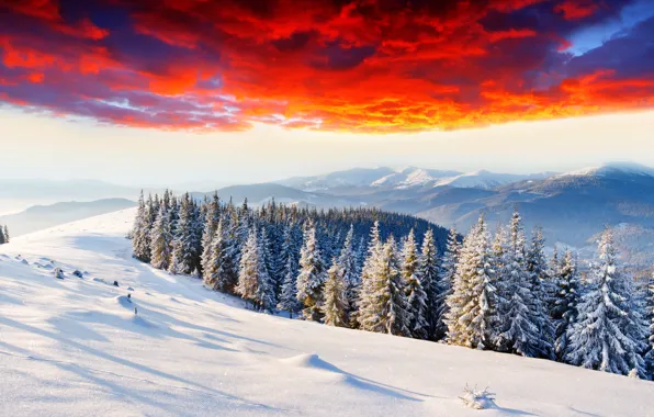 Winter, forest, clouds, snow, mountains, dawn, glow, tree