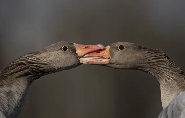 Birds, fight, geese