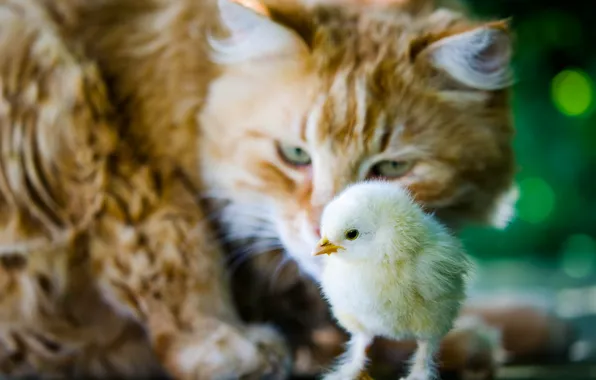 Picture cat, cat, the situation, chick, chicken
