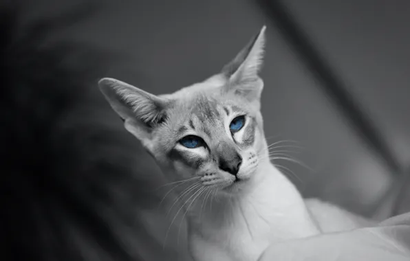 Cat, cat, look, face, portrait, blue eyes, grey background, monochrome