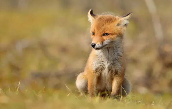 Picture grass, baby, Fox, sitting, Fox