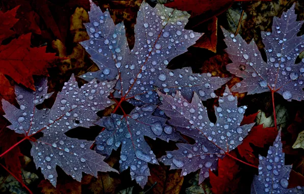 Autumn, leaves, water, drops, nature, Rosa, maple