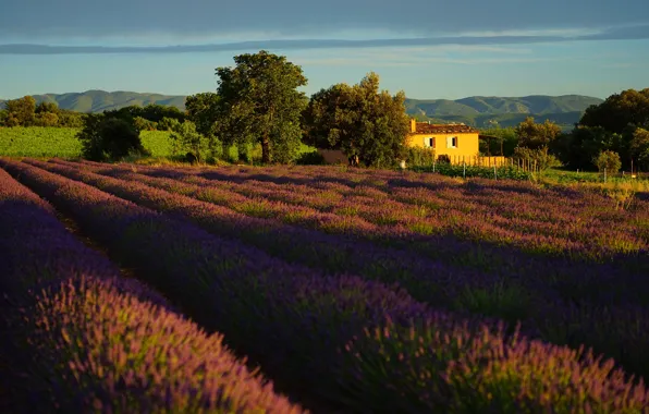 Field, summer, the sky, clouds, light, trees, landscape, flowers