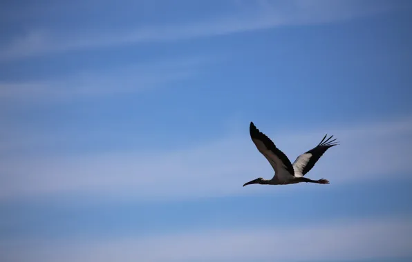 The sky, bird, stork, flight
