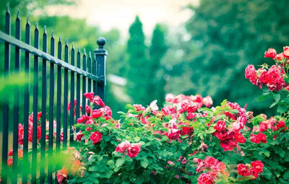 Flowers, the fence, Bush, roses, fence, pink, rods, iron
