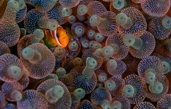 Picture eyes, fish, marine life, sea anemones