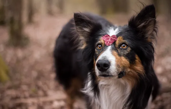 Picture each, dog, leaves