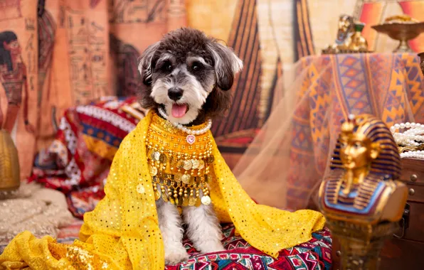 Look, pose, clothing, dog, costume, outfit, image, face
