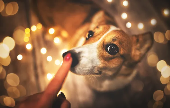 Look, light, lights, pose, portrait, dog, nose, lighting