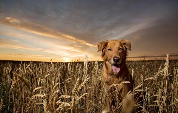 Picture look, nature, each, dog, golden retriever