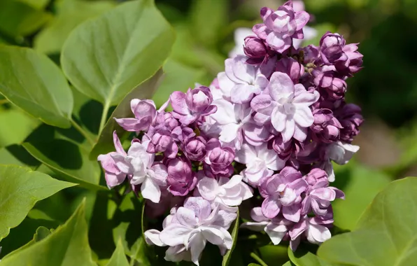 Picture leaves, flowers, branches, spring, buds, flowering, lilac, inflorescence