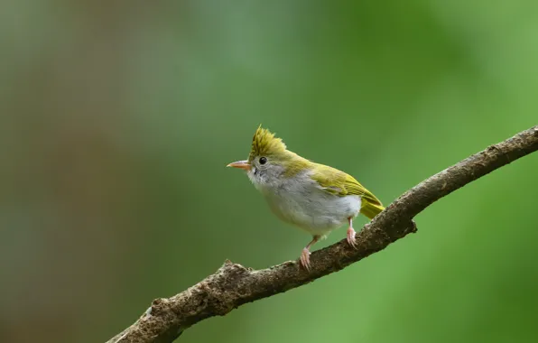 Bird, branch, white-bellied erpornis