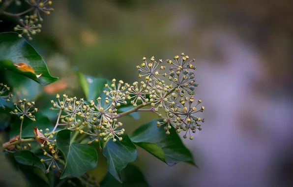 Picture leaves, branches, bokeh