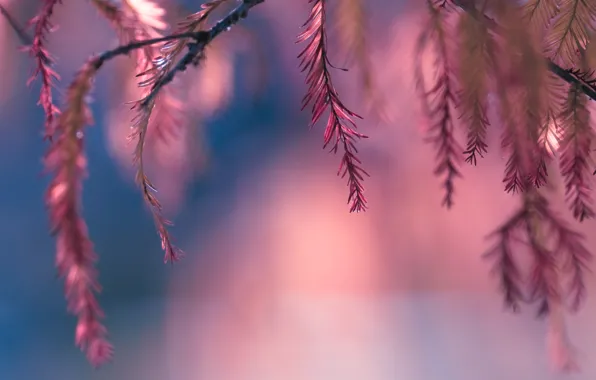 Picture leaves, pink, bokeh, twigs