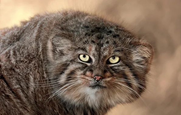 Look, face, portrait, wild cat, manul