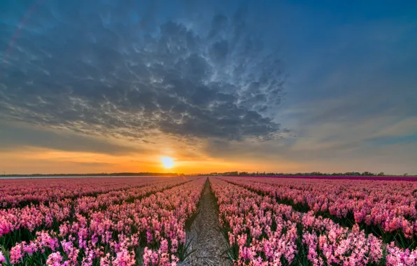 Field, the sun, clouds, sunset, flowers, beauty, the evening, pink