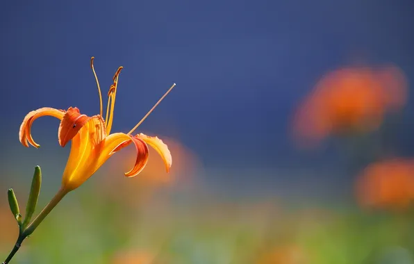 Flower, orange, background, Lily