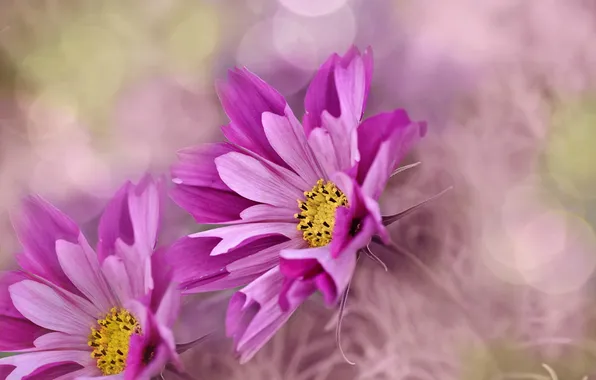Picture macro, flowers, background