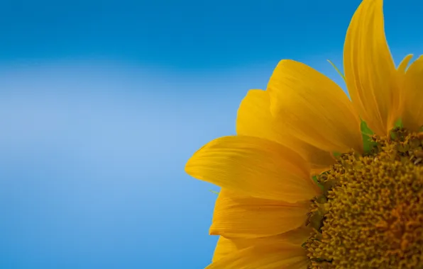 Picture the sky, macro, sunflower