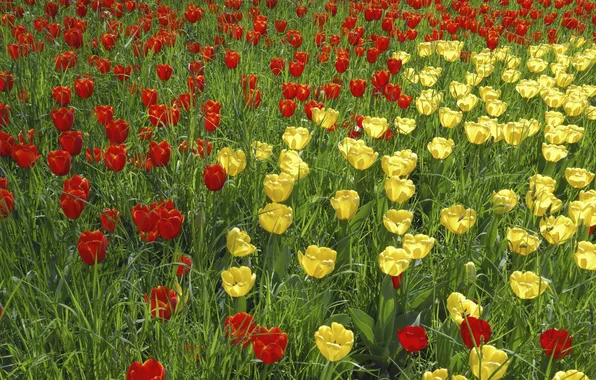 Summer, yellow, garden, tulips, red
