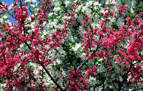 Picture trees, flowers, spring, garden