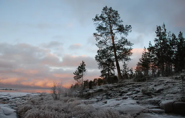 Frost, sea, trees, Sakai