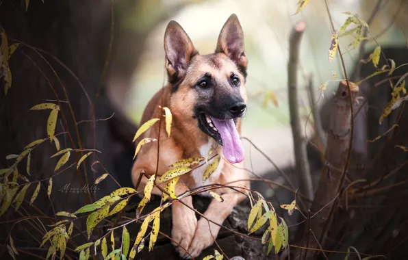 Picture language, face, branches, dog, Belgian Malinois