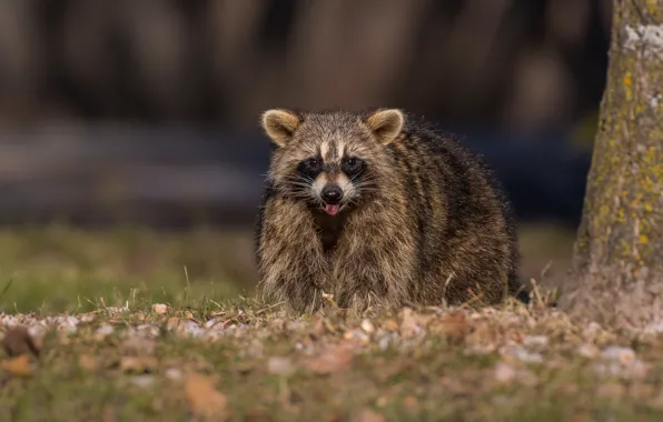 Picture language, face, nature, raccoon, blurred background