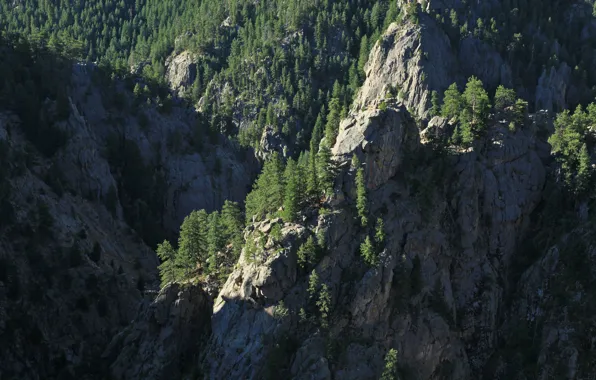 Forest, mountains, rocks, ate, photographer, canyon, pine, forest