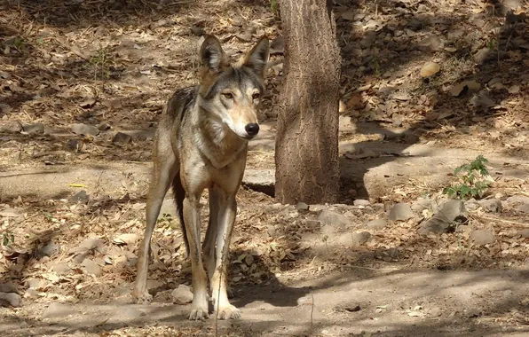 Nature, snow, predator, face, animal, wolf, wildlife, portrait