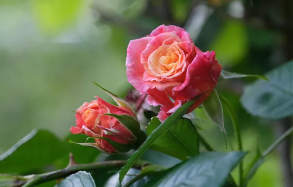 Leaves, roses, buds
