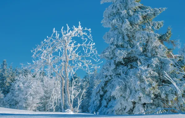 Picture winter, forest, the sky, snow, trees, blue, spruce, snowy