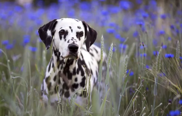 Field, dog, Dalmatians