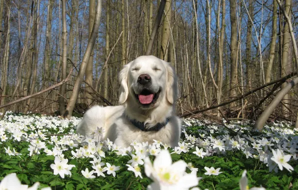 Picture flowers, nature, dog, spring