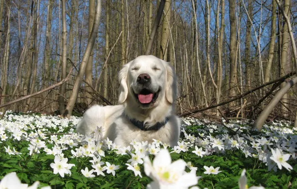 Flowers, nature, dog, spring