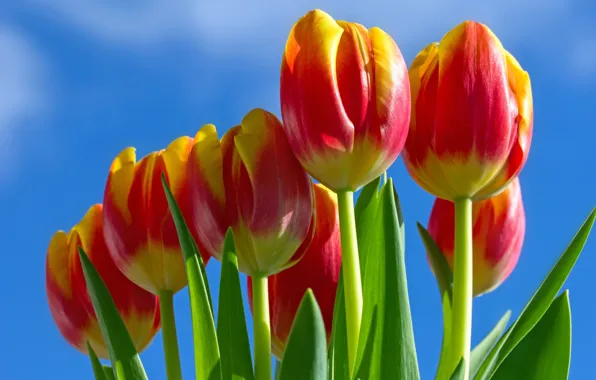 Picture the sky, tulips, buds